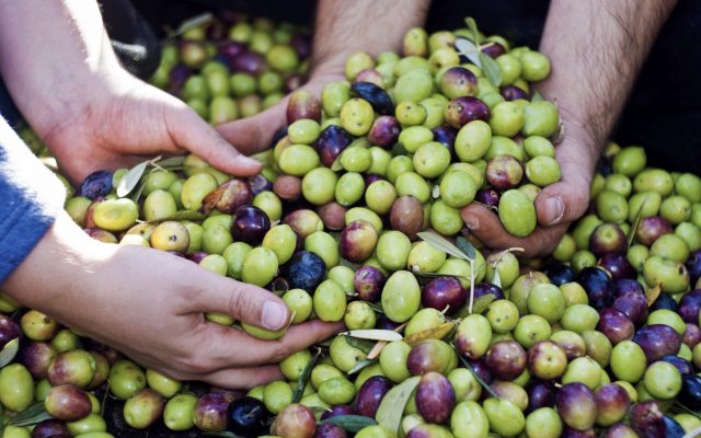 These hands are checking the olive harvest.Olives picking in Sicily- Italy